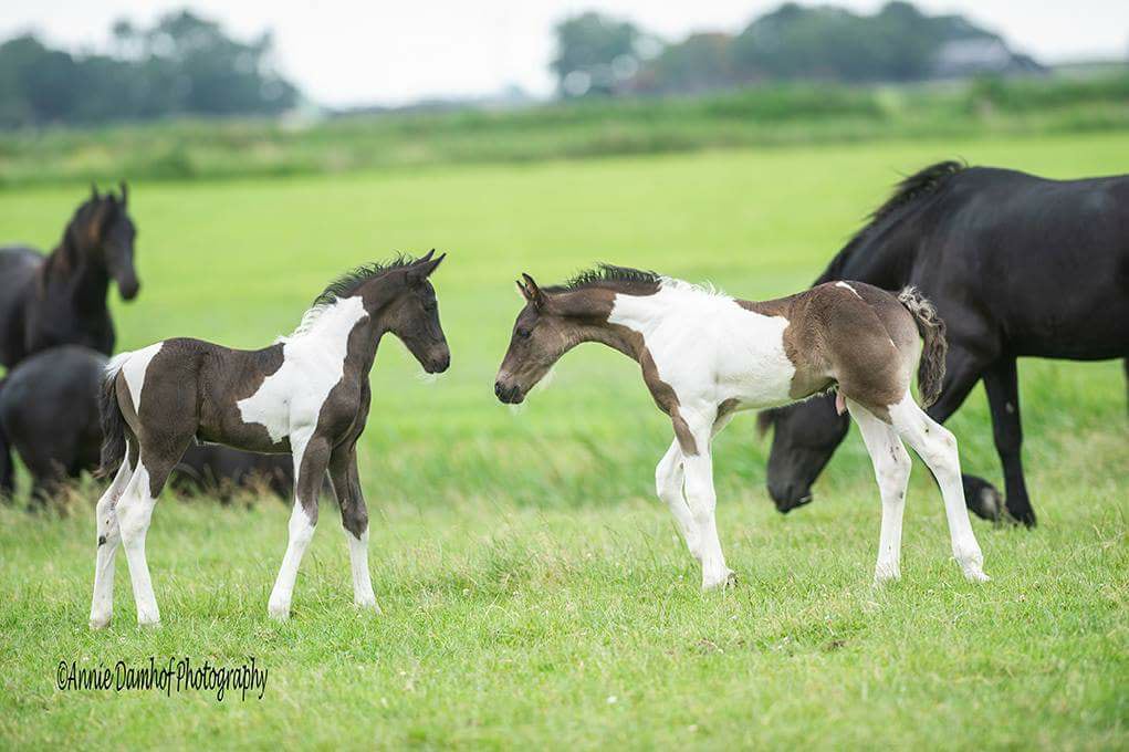 Beautiful herd of Barock Pinto mares with their foals